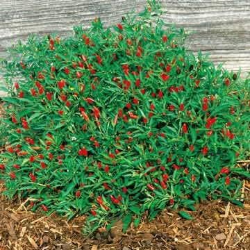 Park Seed Thai Hot Chili Pepper Seeds – Compact 18-Inch Plants with Fiery 50,000–100,000 Scovilles, Edible and Ornamental, Great for Containers, Cooking – Pack of 25