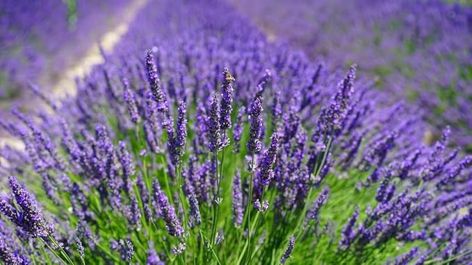 GARDENERA Lavender Planting Medium - Create a Serene and Fragrant Garden Oasis - 2 QUARTS
