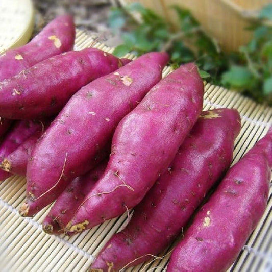 Generic 50pcs Sweet Potato Vegetable Seeds Pink