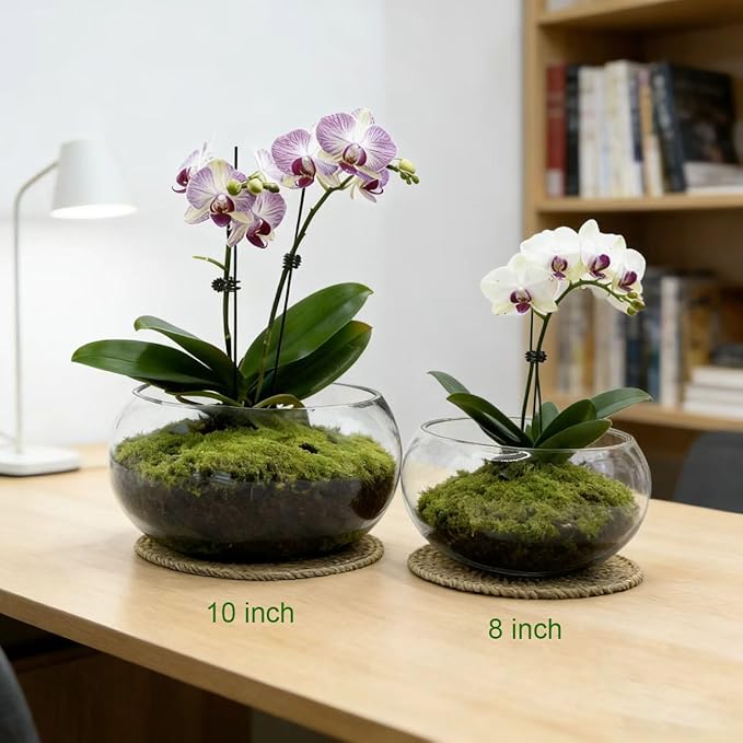 8-Inches Small Lotus Bowl Planter Clear Glass Lotus Flower Succulent Bowl Indoor Hydroponic Aquatic Plant Bonsai Terrarium Table Centerpiece Lotus Pot Can Double As a Fish Tank (Small)