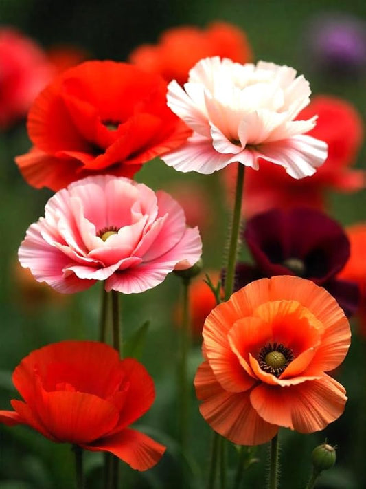 Seeds Double Poppy Mix 1000+ Seeds to Grow Multicolor Double Bloom Poppies