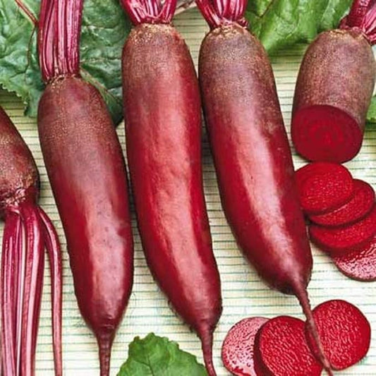 Seeds Beet Long Beetroot Dark Rival Red Non GMO Vegetable for Planting