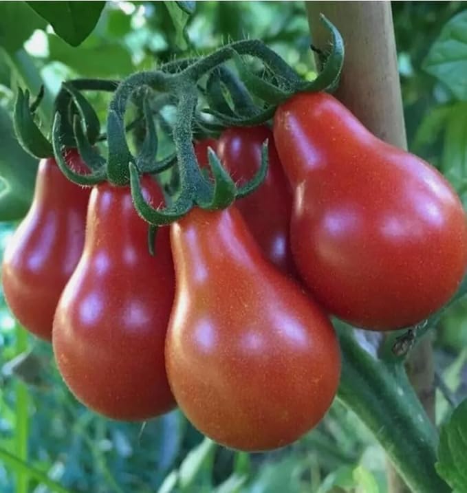 100PCS Red Pear Cherry Tomato Seeds Garden Vegetable Seeds