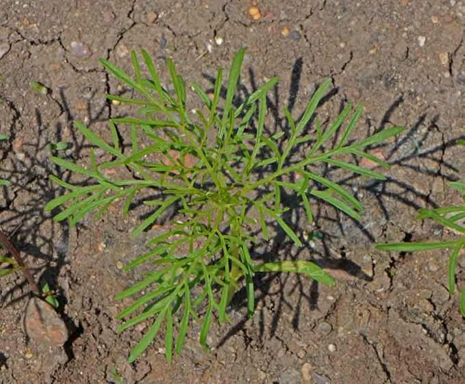 2000 Sensation Mix Cosmos Bipinnatus Seeds, by Seeds2Go