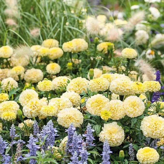 100pcs Moonlight Marigold Seeds Tall Creamy White Flowers Large Double Flowers Heirloom Non-GMO Tagetes patula