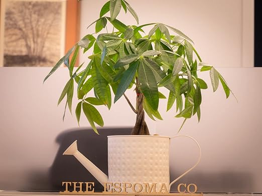 Espoma Organic 8 Ounce Concentrated Indoor Plant Food - Indoor Plant Fertilizer for Large & Small Plants Like Pothos, Fiddle Leaf Fig, Monstera, Snake & Palms - Pack of 3