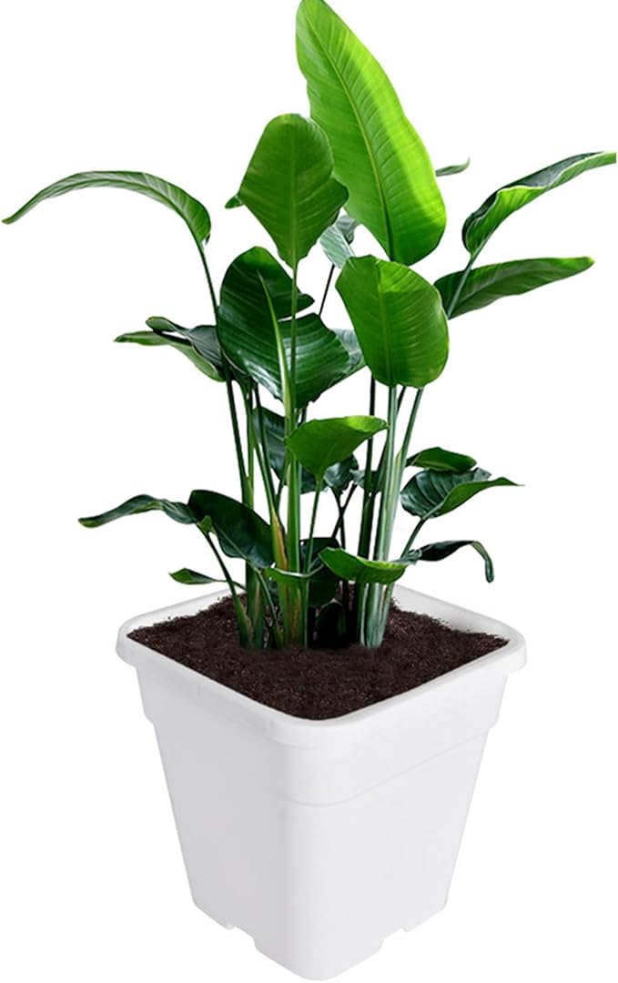 Plant Pots Flower Pot 10-Pack 5 Gallon Planter Nursery Pot Garden Seedling Planters Containers Plastic Injection Molded Pots with Drainage Holes for Outdoor Indoor Plants Vegetables, White