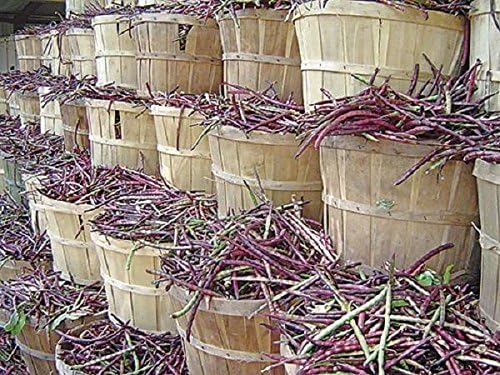Mississippi Purple Purple Peas (Southern) Peas, A Peas,Great Flavor, Shell pea(100 Seeds)
