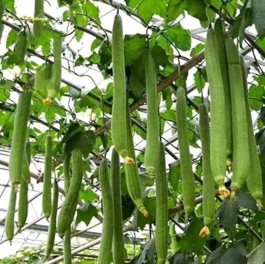 20+ Vietnamese Hybrid Smooth Luffa; Hạt giống mướp hương xanh lai F1; Mướp hương nụ 5 lá giống mướp sai quả Gourd Seeds - Dok - Hybrid