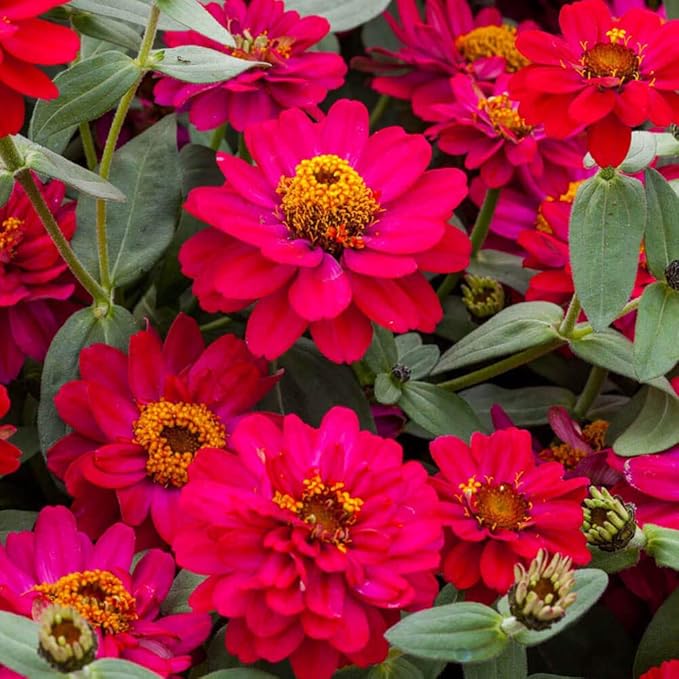 Outsidepride Zinnia Seeds – 50pcs Annual Zinnia Hybrida Profusion Double Hot Cherry Seeds for Planting Outdoors, Ideal for Garden Beds, Pollinator & Cut Flower Gardens, Low Maintenance (AAS Winner)