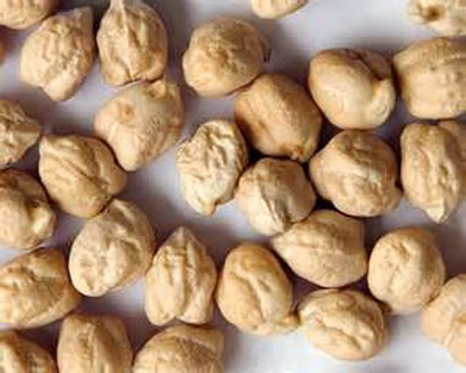 Garbanzo Bean Microgreen 8 OUNCES OF GARBANZO BEAN SEEDS FOR SPROUTING