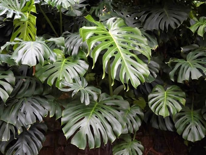 GARDENERA Monstera Borsigiana Planting Mix - Promotes Steady Growth and Healthy Leaves - 10 Quart (2 Bags of 5 Quart)