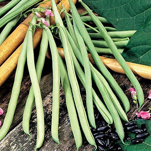 Park Seed Cobra Pole Bean Seeds – French Climbing Variety with Showy Purple Flowers, Tender Stringless Pods, Long Harvest Season, Easy to Grow Spring Vegetable – Pack of 150