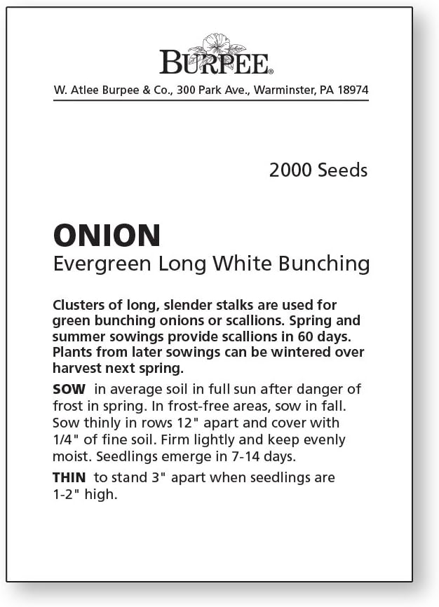 Burpee Evergreen Long White Bunching Onion Seeds 2000 seeds