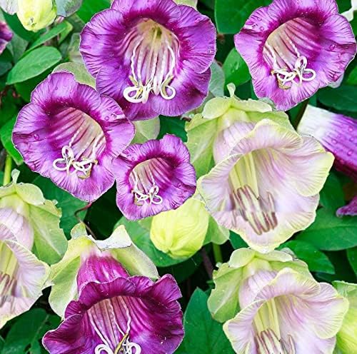 Seeds Cathedral Bells Mix/Cobea/Perennial Flowers