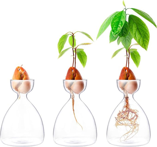 Avocado Seed Sprout Starter Vase Planter Pot Indoor Avocado Tree Growing Vase Kit Glass Garden Seed Starter Planting Vase Clear Avocado Seed Planter Gift for Kids Adult Friends Families