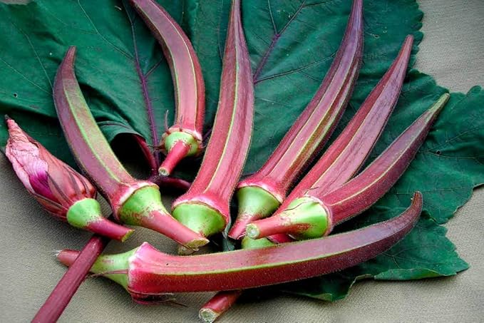 Seeds Alabama Red Okra (Bamia, Lady Finger) Heirloom Vegetable Non GMO