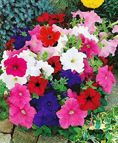 Seeds Petunia Unicum F1 Mix Indoor Annual Flowers for Planting
