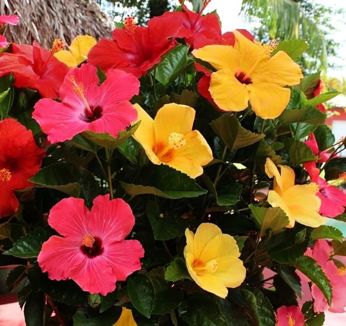 20 Giant Hibiscus Flower Seeds Hardy,Mix White Pink Red Color, DIY Home Garden Potted or Yard Flower Plant,