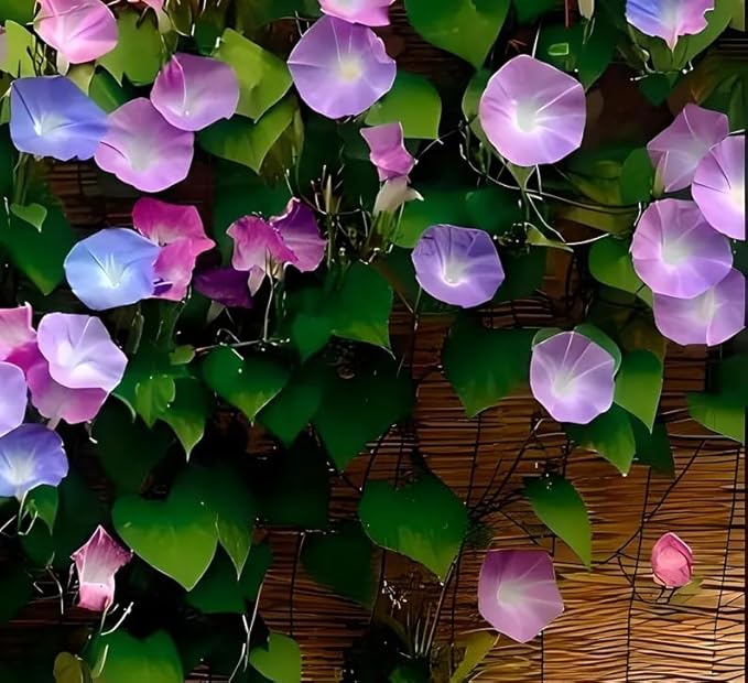 Mixed Japanese Morning Glory Seeds Flowers Ipomoea Nil Flower Vine Beautiful Perennial Climbing Flowers for Your Garde 80pcs