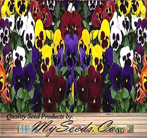 Big Pack - Pansy, Mixed Flower Seed (4,000 Seeds) - Viola wittrockiana 'Swiss Giants' - Edible Flower Seeds (Big Pack - Pansy Mix)