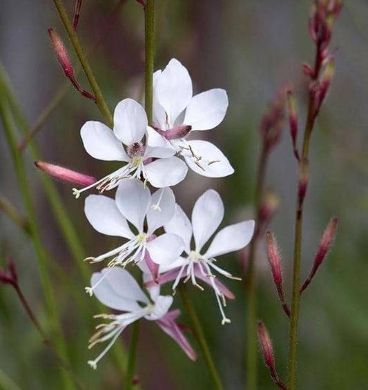 100PCS Gaura Lindheimeri Flower Seeds Wildflower Flower Seeds Heirloom
