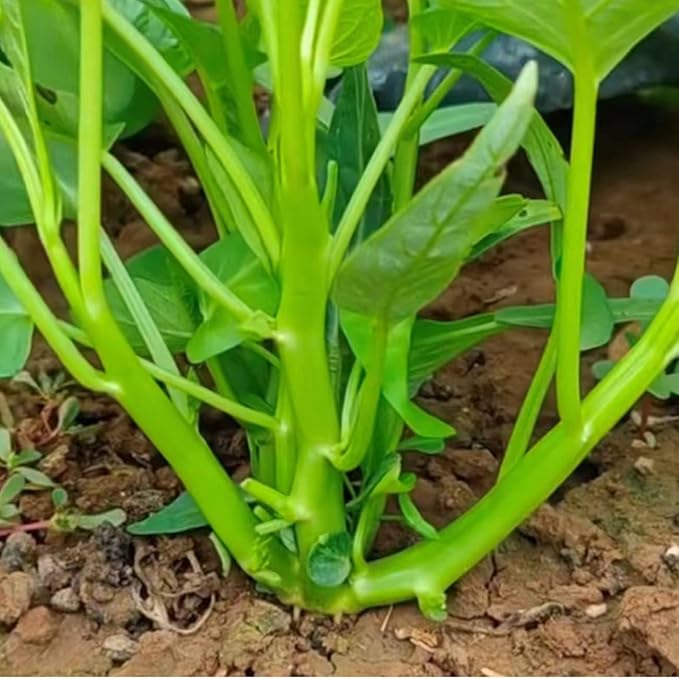2000+ Kong Xin CAI Vegetable Seeds Water Spinach Kangkong Delicious Vegetable Seeds for Green Leaf Planting Garden Non-GMO Choy Ong Seed