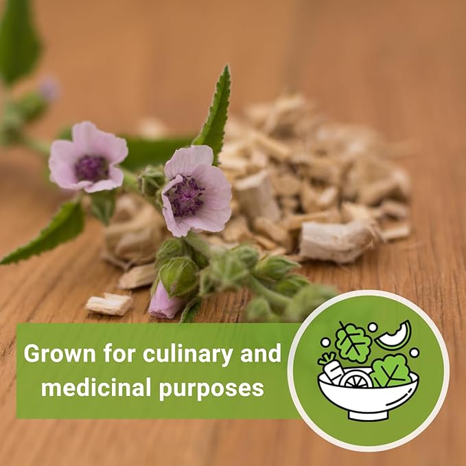Sow Right Seeds - Marsh Mallow Seeds for Planting - Heirloom Non-GMO Variety - Ideal for Indoor or Outdoor Herbal Gardens - Grow Your Own Culinary and Medicinal Marshmallow Root Herbs (3)