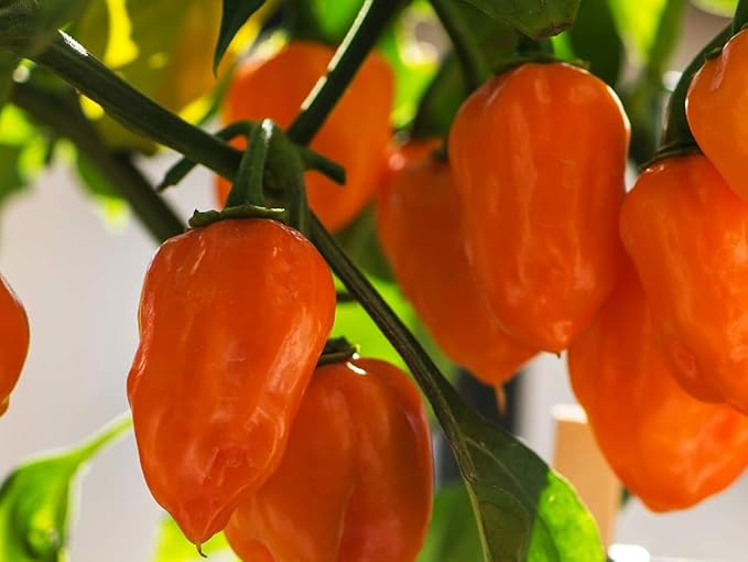 35+ Pcs Hot Pepper Seeds for Planting Ghost Habanero - Mix Ghost Pepper Seeds, Red, Orange, Yellow, Habanero Seeds for Planting in Garden Non GMO, Heirloom Peppers Seeds