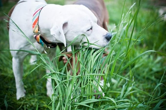 Seeds Grass for Dogs Non GMO Heirloom 1500 Seeds