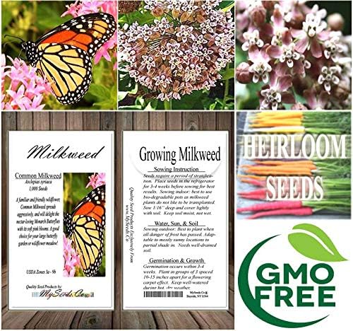 Big Pack - (1,000) Pink Common Milkweed Seeds, Asclepias syriaca (Big Pack Common Milkweed)