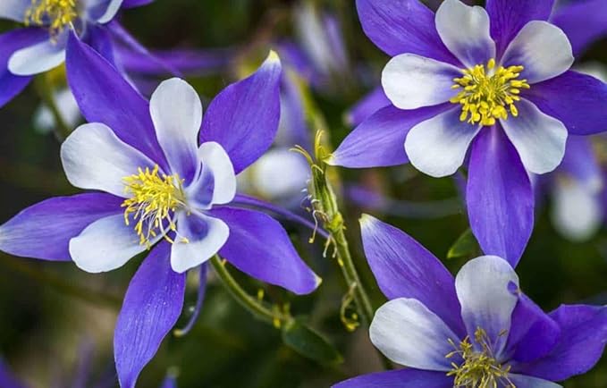 100 pcs Columbine McKana Giants Flower Seeds, Perennial Colorful Attracts Bees and Hummingbirds from USA Aquilegia caerulea