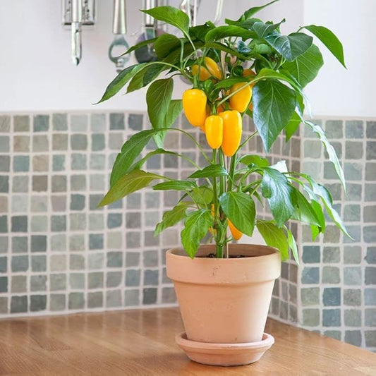 Park Seed Sweet Pepper Vegatable Plant Seeds, Easy to Grow, Spring Garden, Minis Fresh Bites Yellow, Pack of 10