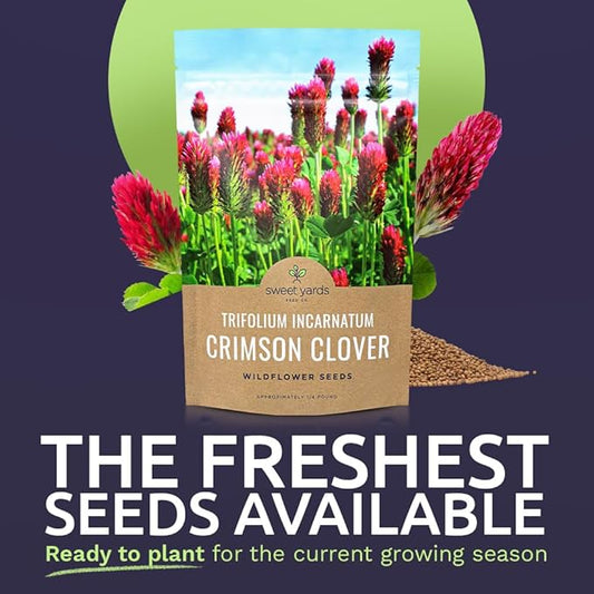 Crimson Clover Seeds – Bulk Quarter Pound Bag – Over 20,000 Open Pollinated Non-GMO Seeds – Trifolium incarnatum