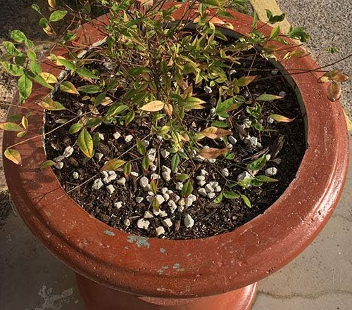 Gardening Pumice for Plants Soil Amendment | 3/8" Screened | 8 Quarts