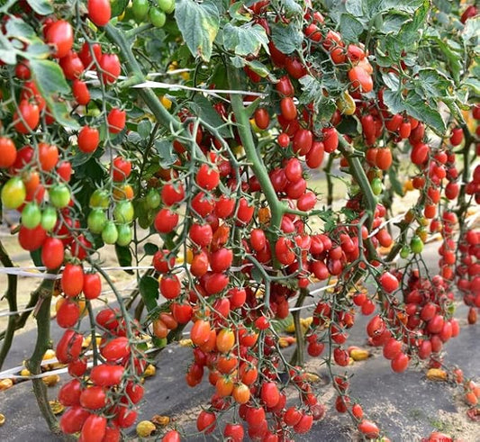 50+ Seeds Vine Tomato - Vegetable Red