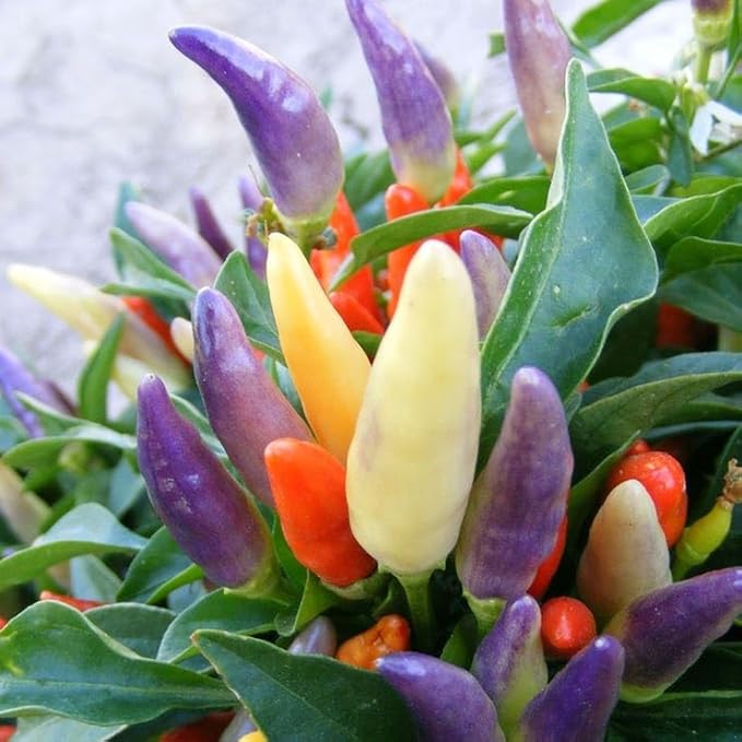 Park Seed NuMex Easter Ornamental Pepper Seeds - Pack of 100 Seeds, AAS Winner, Bright Pastel Peppers in Purple, Yellow, Cream, and Orange, Perfect for Containers, Gardens, and Patios