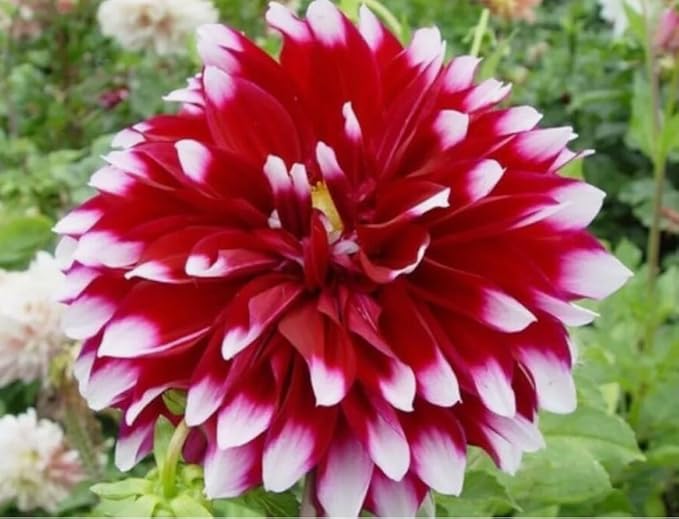 100PCS Mixed Color Dahlia Seeds Gardening Plant Seeds Heirloom