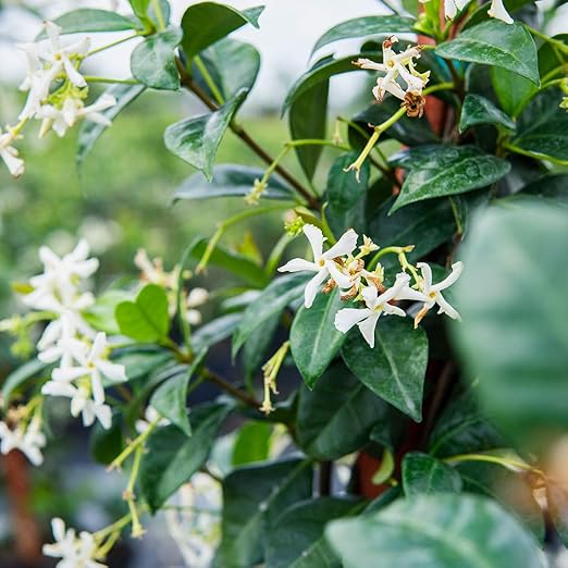 Perfect Plants Liquid Jasmine Fertilizer | 8oz. of Premium Concentrated Indoor Outdoor Jasmine Food | Use with Aromatic and Flowering Jasminum | Bloom Booster