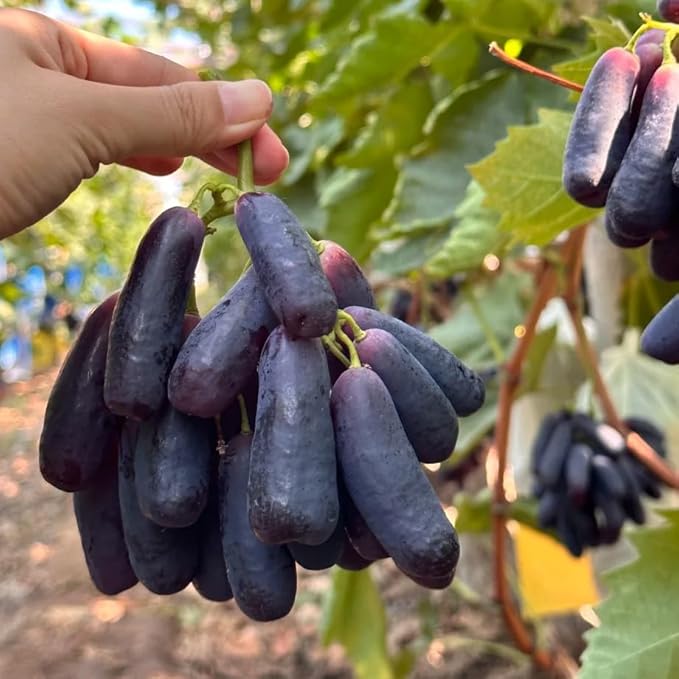 Dwarf Finger Grapes Seeds for Planting Outdoor, 200pcs Sweet Orangic Grape Tree Fruit Seeds Non-GMO Heirloom Plants, Delicious Juicy Plants in Your Home Garden