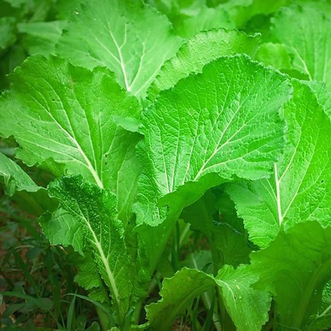 Rare Mustard Greens Seeds – 2000+ Seeds Heirloom Non-GMO, Fast-Growing Mustard Plant Seeds for Home Garden, Microgreens, and Cooking - Original Bold & Peppery Flavor