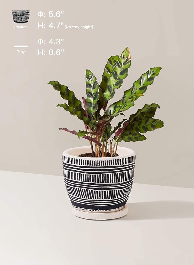 LE TAUCI 5.5 Inch Boho Plant Pots Indoor, Artisanal Cement Pots for Plants, Succulent Pots with Drainage Holes and Saucers, Planters for Indoor Plants, Set of 2, Black and Cream White