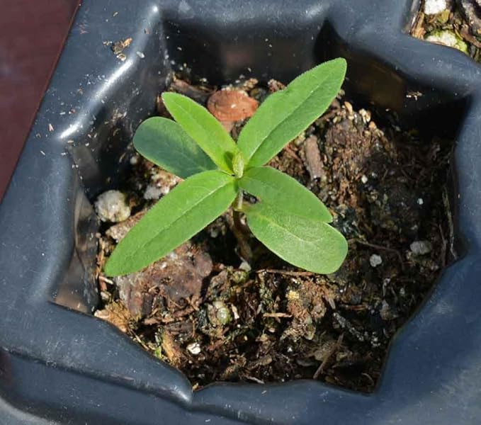 Common Milkweed Native Seeds (Asclepias Syriaca), Pack of 100 Seeds by Seeds2Go