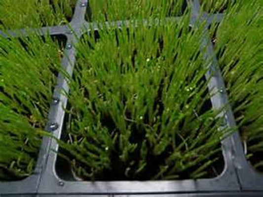 Whole Barley Seeds for Barley Grass Microgreen, Juice Sprouting Seeds 8 Ounces Resealable Stand up Pouch Used for Malt for Beer Brewing Malting