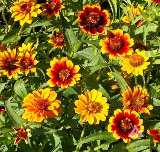 1500 Persian Carpet Mix Zinnia Seeds for Planting Mexican Zinnia 3+ gram of Seeds Non GMO Heirloom USA Harvested pollinator bee Butterfly