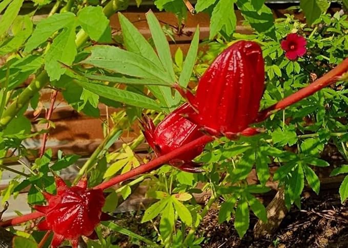 30PCS Hibiscus Seeds Hibiscus Sabdariffa-Jamaica Red Sorrell Roselle-Heirloom Seeds