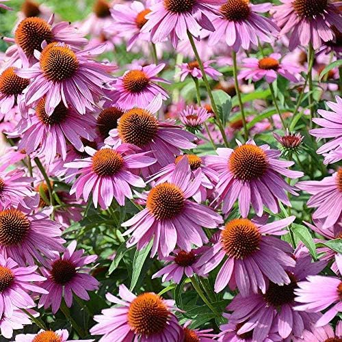 Outsidepride Purple Echinacea Coneflower Seeds - 5 lbs Perennial, Deer-Proof & Drought Tolerant Flower Seeds with Daisy-Like Blooms for Pollinator-Friendly Gardens, Borders, & Meadows