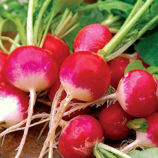 Park Seed Radish Vegatable Plant Seeds, Easy to Grow, Variety of Colors, Spring Garden, Organic Sparkler, Pack of 100