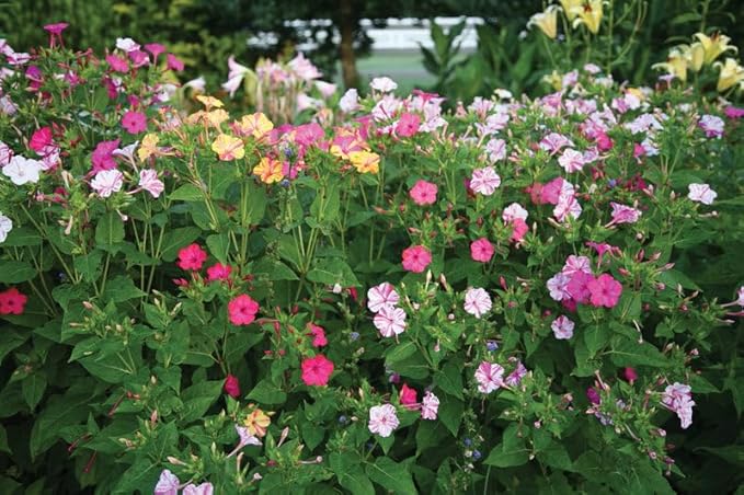 TomorrowSeeds - Marvel of Peru Four O' Clock Seeds - 600+ Count - for 2026 Planting Color Changing USA Garden Flower Broken Transform Pink White Yellow Rose Leaf Grow Your Own Home Farm Patio Healthy
