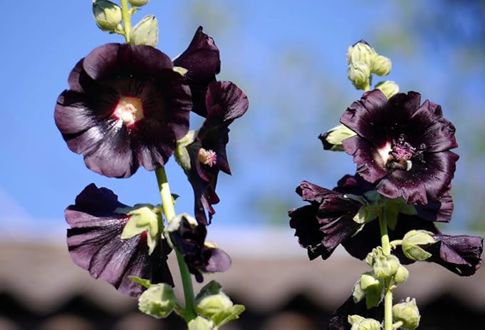 Seeds Hollyhock Nigra Giant Mallow Flower Perennial Outdoor Garden Cut Flowers for Planting